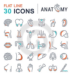 Set of Line Icons of Anatomy and Physiology