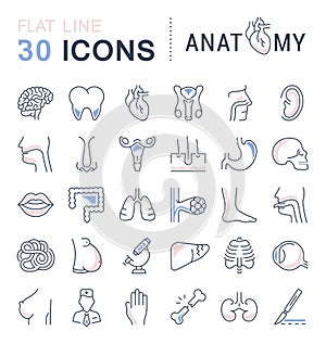 Set of Line Icons of Anatomy and Physiology