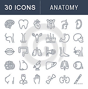 Set of Line Icons of Anatomy and Physiology