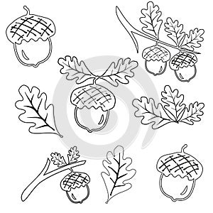 Set line oak branches with leaves and acorns outline, silhouettes on white background. Sketch oak lives acorn.