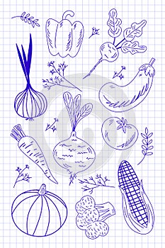 Set of line vegetables on notebook page background. Fresh food outline drawn isolated elements set. Vector illustration