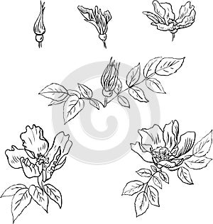 Set of linear drawing flowers from sweet briar