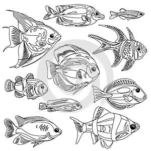 A set of linear fish isolated on a white background. Illustration of underwater life for antistress coloring book.