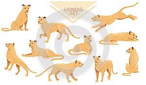 Set of lioness female lion animal cartoon design african savannah predator vector illustration on white background