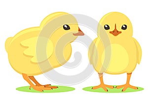 Set of little chicks on a white background. The character