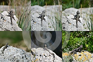 Set - lizard hardun on a rock