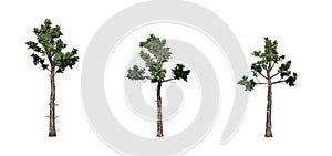 Set of Loblolly Pine trees