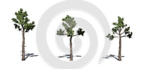 Set of Loblolly Pine trees with shadow on the floor