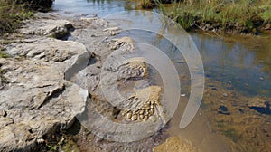 A set of long thin toe imprints leading into the waters edge indicating the presence of a sauropod drinking from a river photo