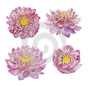 Set of Lotus flower, Close up of Pink lotus flower blooming isolated on white background with clipping path, Top view