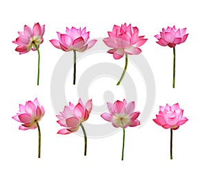 Set of Lotus flower isolated on white background