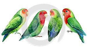 Set of lovebirds parrots on a white background. Watercolor tropical birds illustration, hand drawing painting