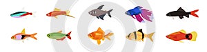 Set of lovely small fish from different form on white background. Vector beautiful aquarium fish in cartoon style