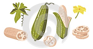 Set of Luffa Cylindrica, Sponge Gourd, Egyptian Cucumber or Vietnamese Luffa. Species of Vine Fruit, Zero Waste Sponges