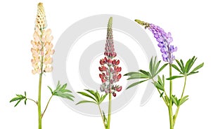 Set of lupine three flowers on white