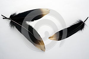 Set of luxury gilded gold golden black swan feather on white background