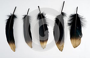Set of luxury gilded gold golden black swan feather on white background