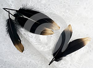 Set of luxury gilded gold golden black swan feather on white lace background