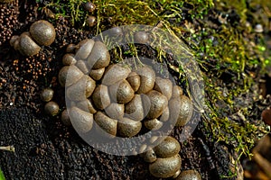 Set of Lycoperdon Perlatum mushrooms in the pine forest