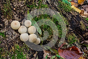 Set of Lycoperdon Perlatum mushrooms in the pine forest