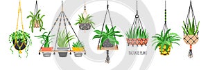 Set of macrame hangers for plants growing in pots. Bundle of hanging planters made of cotton cord, beautiful handmade