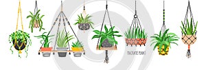 Set of macrame hangers for plants growing in pots. Bundle of hanging planters made of cotton cord, beautiful handmade photo