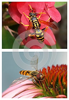 Set of macro pollinating flying insects