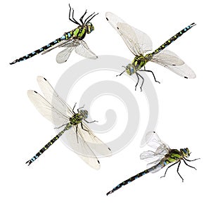 Set of macro shots of dragonfly