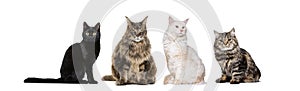 Set made of portraits of cats different breeds on white studio background. Concept of beauty, ad, vet, pets love, animal