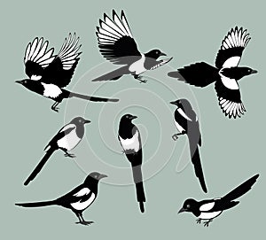 Set magpie birds photo