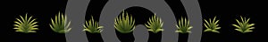 Set of maguey plants cartoon icon design template with various models. vector illustration isolated on black background photo