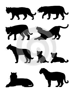 Set of male and female lions with cubs. Predator Wild animals. Silhouette figures. Isolated on white background. Vector.