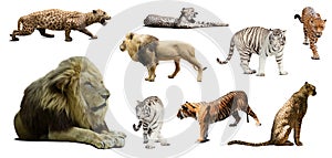 Set of male lion and other big wildcats