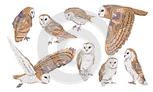 A set of males and females of the common barn owl Tyto alba in different poses photo