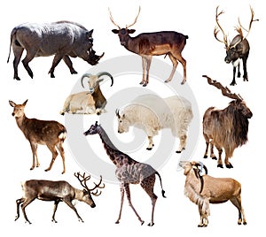 Set of mammal animals over white