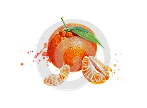 Set of mandarin orange fruit watercolor painting.