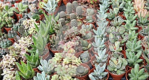 set of many cactuses and succulents for sale