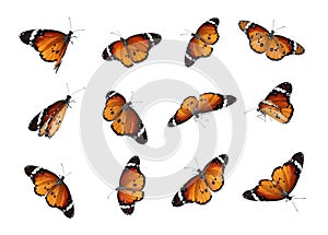Set of many flying painted lady butterflies on background