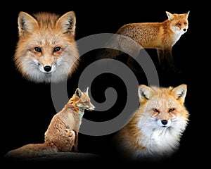 Set of many red fox. Wildlife animal on black background