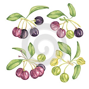 Set of maqui berry branches hand drawn watercolor