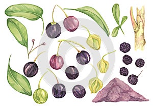 Set of maqui berry elements