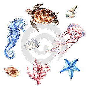 Set of marine animals and shells. Underwater objects isolated on white background. Hand drawn watercolour. Clip art. For