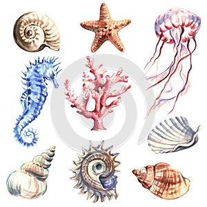 Set of marine animals and shells. Underwater objects isolated on white background. Hand drawn watercolour. Clip art. For