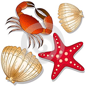 Set of marine inhabitants. Crab, starfish and shell. White background. objects