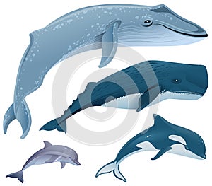 Set marine mammals. Blue whale, sperm whale, dolphin, orca