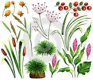 Set with marsh plants