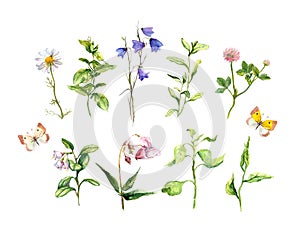 Set of meadow flowers, herbs, grass, butterflies. Botanical watercolor collection