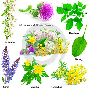 Set of medicative herb photo