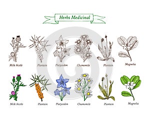 Set of medicinal herbs, flowers