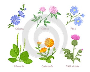 Set of medicinal herbs and wild flowers isolated on white.